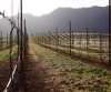 Picture of 2021 Oregon Territory - Pinot Noir