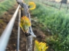 Picture of 2021 Oregon Territory - Pinot Noir